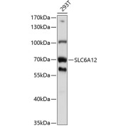Western blot analysis of lysates from 293T cells, using SLC6A12 Antibody at 1/1000 dilution. Secondary antibody: HRP-conjugated Goat anti-Rabbit IgG (H+L) at 1/10000 dilution. Lysates/proteins: 25 µg per lane. Blocking buffer: 3% nonfat dry milk in TBST. Exposure time: 5s.