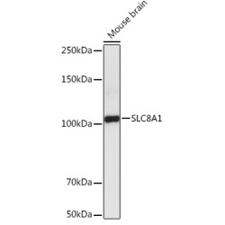 Sodium/calcium Exchanger 1 (SLC8A1) Antibody