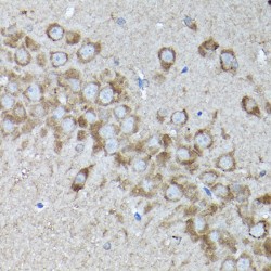SNARE-Associated Protein Snapin (SNAPIN) Antibody