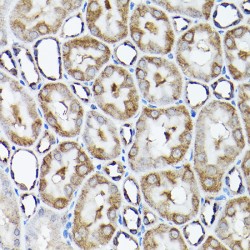 SNARE-Associated Protein Snapin (SNAPIN) Antibody