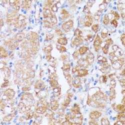 Spondin-2 (SPON2) Antibody