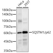 abx126645