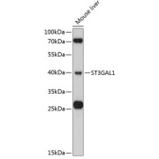 Western blot analysis of lysates from mouse liver, using ST3GAL1 Antibody at 1/3000 dilution. Secondary antibody: HRP-conjugated Goat anti-Rabbit IgG (H+L) at 1/10000 dilution. Lysates/proteins: 25 µg per lane. Blocking buffer: 3% nonfat dry milk in TBST. Exposure time: 40s.