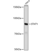 Western blot analysis of lysates from HeLa cells, using STAT1 Antibody at 1/500 dilution. Secondary antibody: HRP-conjugated Goat anti-Rabbit IgG (H+L) at 1/10000 dilution. Lysates/proteins: 25 µg per lane. Blocking buffer: 3% nonfat dry milk in TBST. Exposure time: 30s.