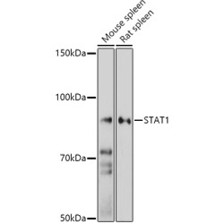Signal Transducer And Activator of Transcription 1 (STAT1) Antibody