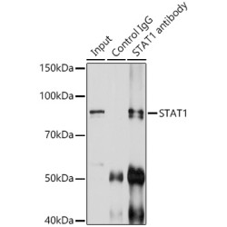 Signal Transducer And Activator of Transcription 1 (STAT1) Antibody