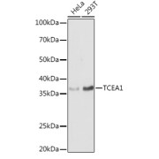 Western blot analysis of various lysates using TCEA1 Antibody at 1/1000 dilution. Secondary antibody: HRP-conjugated Goat anti-Rabbit IgG (H+L) at 1/10000 dilution. Lysates/proteins: 25 µg per lane. Blocking buffer: 3% nonfat dry milk in TBST. Exposure time: 3s.