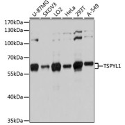 Western blot analysis of various lysates using TSPYL1 Antibody at 1/3000 dilution. Secondary antibody: HRP-conjugated Goat anti-Rabbit IgG (H+L) at 1/10000 dilution. Lysates/proteins: 25 µg per lane. Blocking buffer: 3% nonfat dry milk in TBST. Exposure time: 3s.