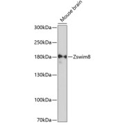 WB analysis of lysates from Mouse brain tissue lysate (25 µg), using ZSWIM8 Antibody (1/3000 dilution) followed by <a href="https://www.abbexa.com/index.php?route=product/search&search=abx005548" target="_blank">abx005548</a> - HRP conjugated Goat Anti-Rabbit IgG H&L Antibody (1/10000 dilution).