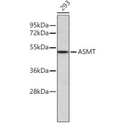 Western blot analysis of lysates from 293 cells, using ASMT Antibody. Secondary antibody: HRP-conjugated Goat anti-Rabbit IgG (H+L) at 1/10000 dilution. Lysates/proteins: 25 µg per lane. Blocking buffer: 3% nonfat dry milk in TBST.