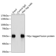 Immunoprecipitation of over-expressed Myc-tagged protein in 293T cells incubated using Myc-tag antibody. A mock served as negative control using mouse Control IgG and over-expressed 293T cell lysate served as positive control.