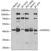 Western blot analysis of various lysates using MTERFD1 Antibody at 1/1000 dilution. Secondary antibody: HRP-conjugated Goat anti-Rabbit IgG (H+L) at 1/10000 dilution. Lysates/proteins: 25 µg per lane. Blocking buffer: 3% nonfat dry milk in TBST. Exposure time: 30s.
