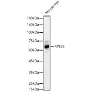 Western blot analysis of lysates from Mouse eye, using RPE65 Antibody at 1/3000 dilution. Secondary antibody: HRP-conjugated Goat anti-Rabbit IgG (H+L) at 1/10000 dilution. Lysates/proteins: 25 µg per lane. Blocking buffer: 3% nonfat dry milk in TBST. Exposure time: 30s.