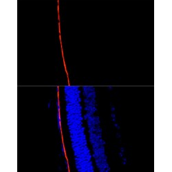 Retinoid Isomerohydrolase (RPE65) Antibody