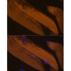 Fructose-1,6-Bisphosphatase 2 (FBP2) Antibody