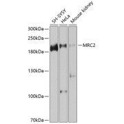 abx135802