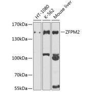 Western blot analysis of various lysates using ZFPM2 Antibody at 1/1000 dilution. Secondary antibody: HRP-conjugated Goat anti-Rabbit IgG (H+L) at 1/10000 dilution. Lysates/proteins: 25 µg per lane. Blocking buffer: 3% nonfat dry milk in TBST. Exposure time: 40s.