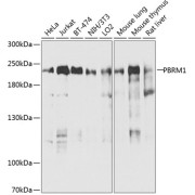 Western blot analysis of various lysates using PBRM1 Antibody at 1/1000 dilution. Secondary antibody: HRP-conjugated Goat anti-Rabbit IgG (H+L) at 1/10000 dilution. Lysates/proteins: 25 µg per lane. Blocking buffer: 3% nonfat dry milk in TBST. Exposure time: 30s.