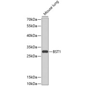 abx135844