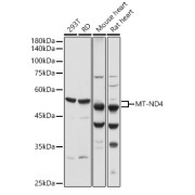 Western blot analysis of various lysates using MT-ND4 Antibody at 1/1000 dilution. Secondary antibody: HRP-conjugated Goat anti-Rabbit IgG (H+L) at 1/10000 dilution. Lysates/proteins: 25 µg per lane. Blocking buffer: 3% nonfat dry milk in TBST. Exposure time: 1s.