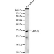 abx135891