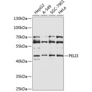 Western blot analysis of various lysates using PELI3 Antibody at 1/1000 dilution. Secondary antibody: HRP-conjugated Goat anti-Rabbit IgG (H+L) at 1/10000 dilution. Lysates/proteins: 25 µg per lane. Blocking buffer: 3% nonfat dry milk in TBST. Exposure time: 30s.