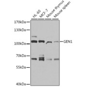 Western blot analysis of various lysates using GEN1 Antibody at 1/1000 dilution. Secondary antibody: HRP-conjugated Goat anti-Rabbit IgG (H+L) at 1/10000 dilution. Lysates/proteins: 25 µg per lane. Blocking buffer: 3% nonfat dry milk in TBST. Exposure time: 30s.