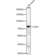 abx135981