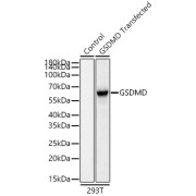 Western blot analysis of lysates from wild type (WT) and 293T cells transfected with GSDMD, using GSDMD Antibody at 1/1000 dilution incubated overnight at 4 °C. Secondary antibody: HRP-conjugated Goat anti-Rabbit IgG (H+L) at 1/10000 dilution. Lysates/proteins: 20 µg per lane. Blocking buffer: 3% nonfat dry milk in TBST. Exposure time: 1s.