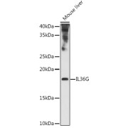abx136075
