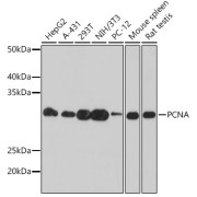 Western blot analysis of various lysates using PCNA Mouse antibody at 1/1000 dilution. Secondary antibody: HRP-conjugated Goat anti-Mouse IgG (H+L) at 1/10000 dilution. Lysates/proteins: 25 µg per lane. Blocking buffer: 3% nonfat dry milk in TBST. Exposure time: 60s.