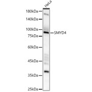 Western blot analysis of lysates from HeLa cells, using SMYD4 Antibody at 1/2000 dilution. Secondary antibody: HRP-conjugated Goat anti-Rabbit IgG (H+L) at 1/10000 dilution. Lysates/proteins: 25 µg per lane. Blocking buffer: 3% nonfat dry milk in TBST. Exposure time: 60s.