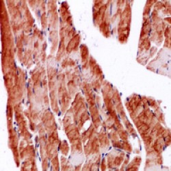 Secreted Protein, Acidic, Cysteine-Rich / Osteonectin (SPARC) Antibody