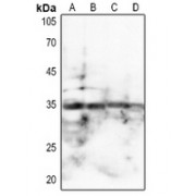 WB analysis of SPARC expression in (A) A549, (B) Mouse kidney, (C) Mouse brain and (D) Rat brain whole cell lysates using SPARC antibody.