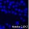 Hoechst 33342 / Propidium Iodide (PI) Double Staining Kit