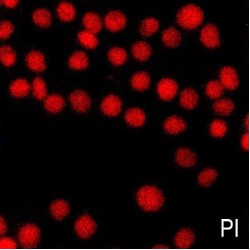 Hoechst 33342 / Propidium Iodide (PI) Double Staining Kit