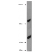 Bestrophin-3 (BEST3) Antibody