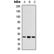 Western blot analysis of ACOT9 expression in HEK293T (A); Raw264.7 (B); H9C2 (C) whole cell lysates.