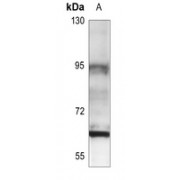 Western blot analysis of Estrogen Receptor 2 expression in (A) U87MG whole cell lysates.