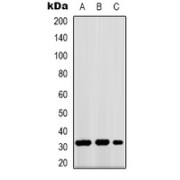 abx133593