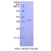 abx065062