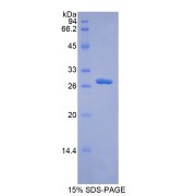 abx065064