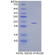 abx065075
