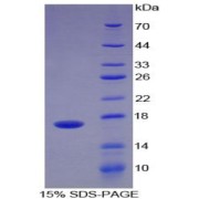 abx065078