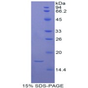 abx065080