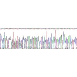 Human A Disintegrin And Metalloproteinase With Thrombospondin 8 (ADAMTS8) Protein