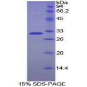 abx065093