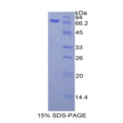 SDS-PAGE analysis of Human Actin gamma 1 Protein.