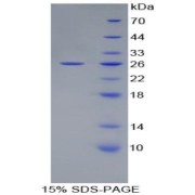 SDS-PAGE analysis of Rat ATF4 Protein.