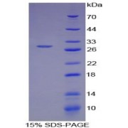 SDS-PAGE analysis of Human ATF4 Protein.
